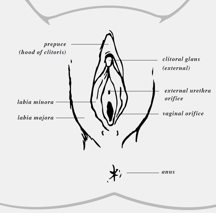 An anatomical structure of the female vulva
